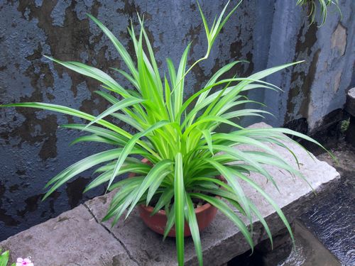 养花要注意哪些有毒害的品种