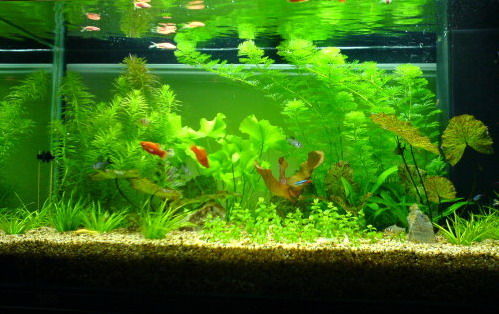 室内风水3个鱼缸怎么摆