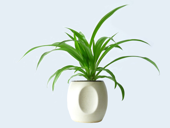 从风水角度看办公室放什么植物最好