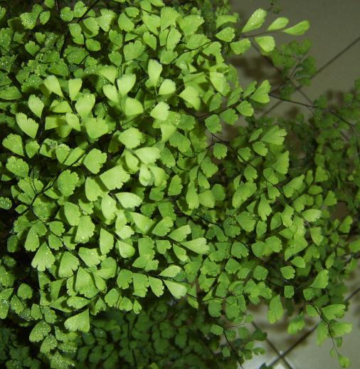 铁线蕨打造健康风水家居