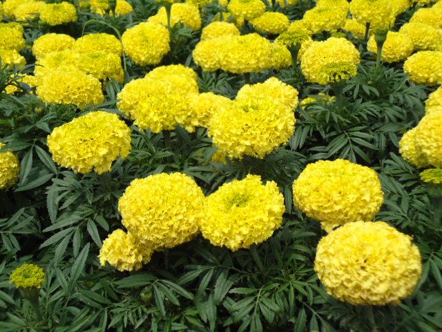 万寿菊的资料，万寿菊图片介绍，万寿菊种植