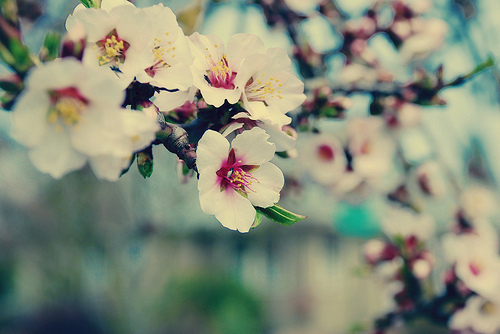 提升桃花运的风水